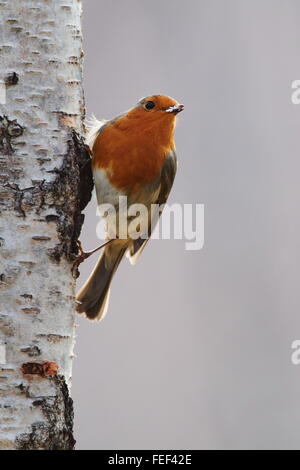 European robin (Erithacus rubecula aux abords) sur un Silver Birch Tree Banque D'Images