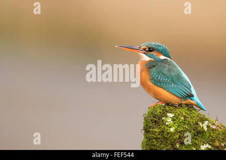 Les femelles de la Kingfisher (Alcedo atthis) perché sur la mousse et lichen covered Banque D'Images