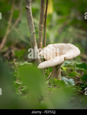 Champignons agaric assombries (Clitocybe nebularis). L'un d'une troupe de champignons dans la famille Tricholomataceae, grandissant dans un Banque D'Images