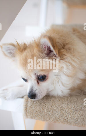 Long haired chihuahua beige assis sur l'escalier Banque D'Images