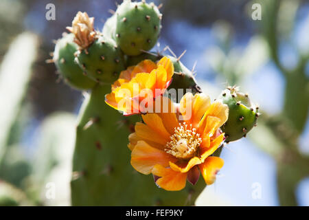 Figuiers de Barbarie Cactus (Opuntia ficus-indica) avec des fleurs d'or. Banque D'Images