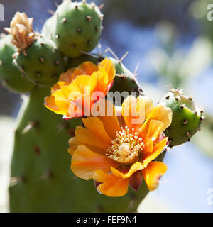 Figuiers de Barbarie Cactus (Opuntia ficus-indica) avec des fleurs d'or. Banque D'Images