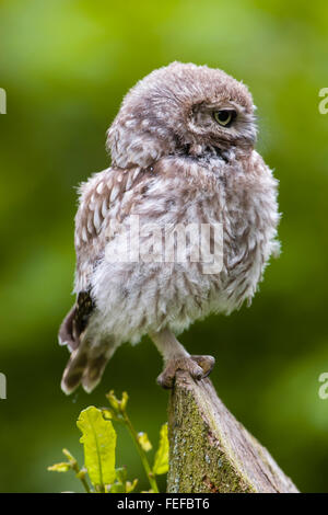 Jeune chouette chevêche Athene noctua [poussin] perché sur une souche d'arbre. Banque D'Images