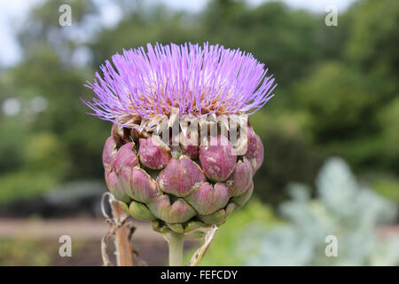 Vu ici en fleurs, l'artichaut (Cynara cardunculus var. scolymus) est une variété de chardon comestible. Surrey, Angleterre, Royaume-Uni. Banque D'Images