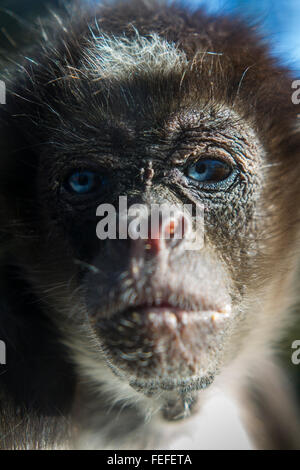 Varigated singe araignée Banque D'Images