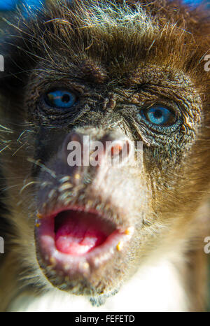 Singe araignée varié close up Banque D'Images