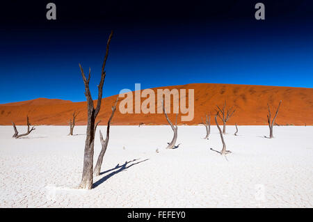 Acacia arbres morts dans la région de Sossusvlei, Namibie Pan. Sossusvlei est un sel et de l'argile pan entouré de hautes dunes rouges Banque D'Images