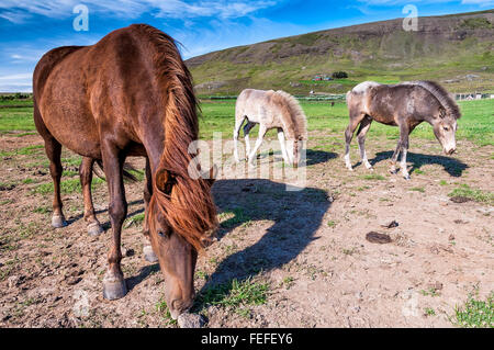 Le pâturage des chevaux Islandais en campagne islandaise. Cheval islandais est une race de cheval et Hardy. Banque D'Images