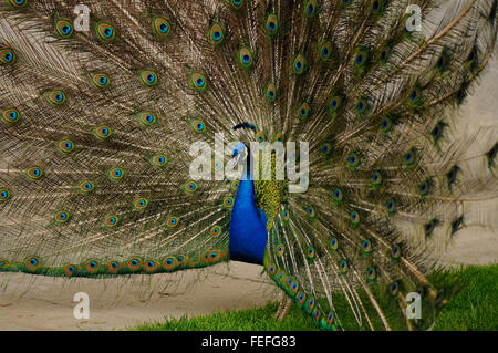 Peacock mâle sur l'herbe verte pelouse à au Parc des Thermes royaux à Varsovie, Pologne Banque D'Images