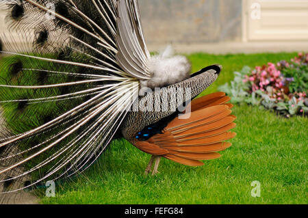 Peacock montrant outre de ses plumes de la queue l'accouplement au Parc des Thermes royaux à Varsovie, Pologne Banque D'Images