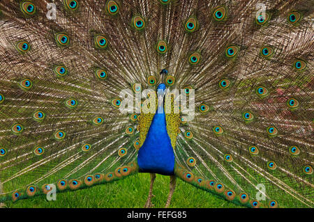 Peacock mâle sur l'herbe verte pelouse à au Parc des Thermes royaux à Varsovie, Pologne Banque D'Images