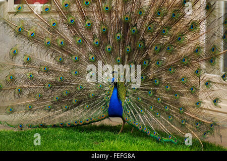 Peacock mâle sur l'herbe verte pelouse montrant sa queue au Parc des Thermes royaux à Varsovie, Pologne Banque D'Images