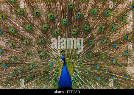 Peacock mâle sur l'herbe verte pelouse à au Parc des Thermes royaux à Varsovie, Pologne Banque D'Images