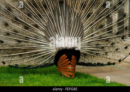 Peacock mâle de la femelle qui courtisent l'accouplement arrière sur l'herbe verte pelouse à au Parc des Thermes royaux à Varsovie, Pologne Banque D'Images