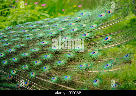 Des plumes de paon à longue queue Parc des Thermes royaux à Varsovie, Pologne Banque D'Images