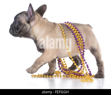 Chiot bouledogue français femelle portant des perles isolé sur fond blanc Banque D'Images