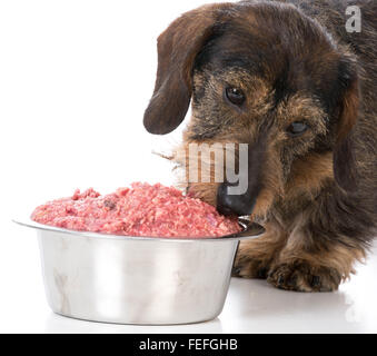 Teckel poil dur miniature de manger une nourriture pour chien brut sur fond blanc Banque D'Images