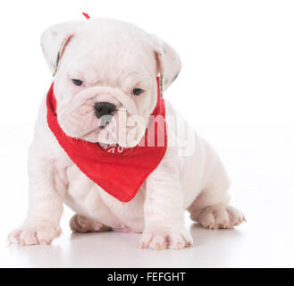 Sept semaines chiot bouledogue anglais isolé sur fond blanc Banque D'Images