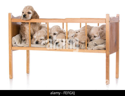 Portée de sept chiots cocker américain dans un berceau Banque D'Images