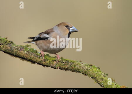 Coccothraustes coccothraustes Hawfinch (femelle), forêt de Dean, Gloucestershire UK Banque D'Images