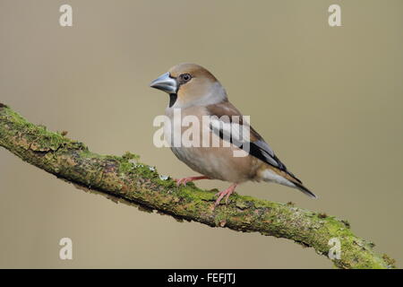 Coccothraustes coccothraustes Hawfinch (femelle), forêt de Dean, Gloucestershire UK Banque D'Images