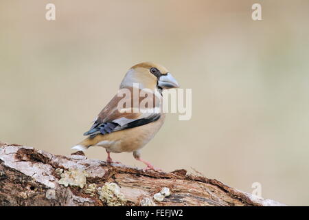 Coccothraustes coccothraustes Hawfinch (femelle), forêt de Dean, Gloucestershire UK Banque D'Images