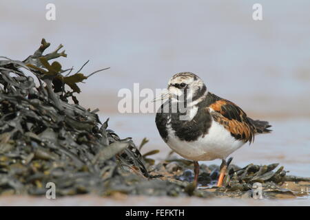 Collier (Arenaria interpres), l'estuaire du Severn, Gloucestershire UK Banque D'Images