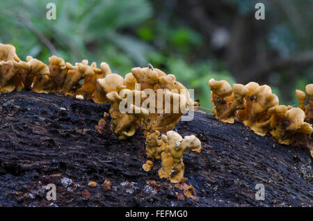 Rideau poilue croûte (Stereum hirsutum) champignons, qui poussent sur l'écorce des arbres. Espagne Banque D'Images