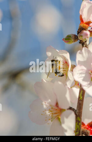 Abeille abeille sur fleur d'amande douce, Prunus dulcis, floraison, Malaga, Espagne. Banque D'Images