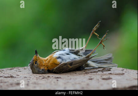 Robin européenne morte, Erithacus rubecula aux abords, le mensonge décédé en forêt, de l'Espagne. Banque D'Images