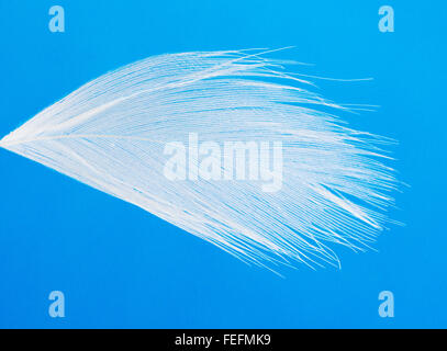 Close-up de plumes d'oie blanche contre un ciel bleu flottant Banque D'Images