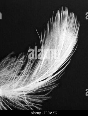 Noir & blanc, close-up de plumes d'oie blanche flottant dans l'air Banque D'Images