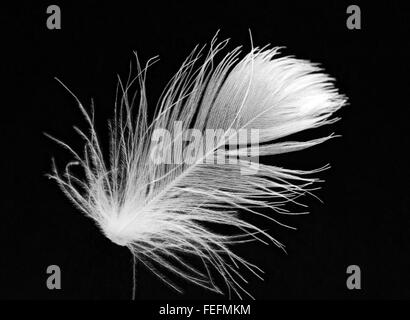 Noir & blanc, close-up de plumes d'oie blanche flottant dans l'air Banque D'Images