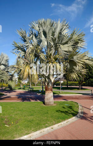 Bismarck Palm, Bismarckia nobilis dans le parc, Torremolinos, espagne Banque D'Images