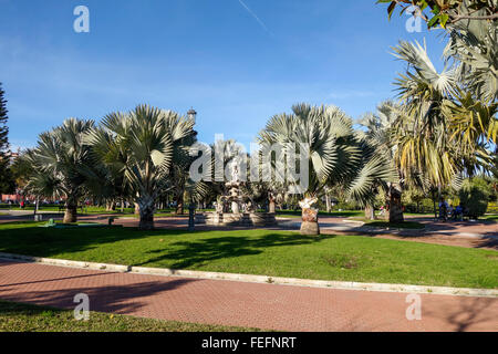 Palmiers de Bismarck, Bismarckia nobilis dans le parc de la Batería, Torremolinos, Andalousie, Espagne. Banque D'Images