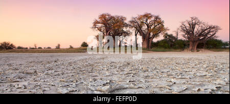 Baines Baobabs au Botswana Banque D'Images