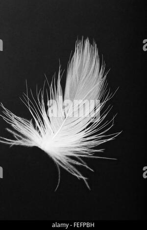 Noir & blanc, close-up de plumes d'oie blanche flottant dans l'air Banque D'Images