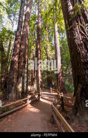 Chemin, coast redwoods (Sequoia sempervirens), Muir Woods National Park, California, USA Banque D'Images