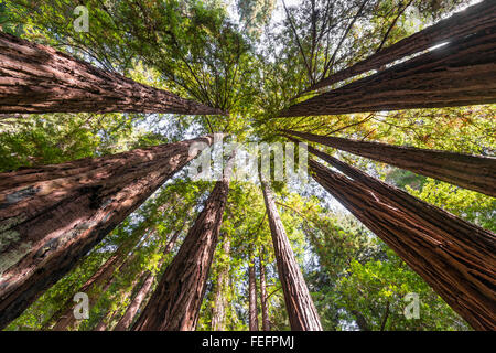 Coast redwoods (Sequoia sempervirens), arbres, Muir Woods National Park, California, USA Banque D'Images