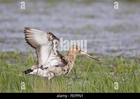 Barge à queue noire (Limosa limosa) avec les ailes battantes, Texel, Pays-Bas Banque D'Images