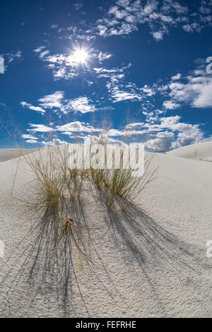 Les graminées pionnières à stabiliser les dunes de sable blanc National Monument dans le bassin de Tularosa de New Mexico, USA Banque D'Images