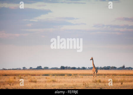 Girafe en brousse africaine Banque D'Images