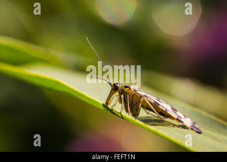 Panorpa communis, la politique scorpionfly, sécher ses ailes au soleil après la pluie. Gouttes sont toujours visibles n le background Banque D'Images