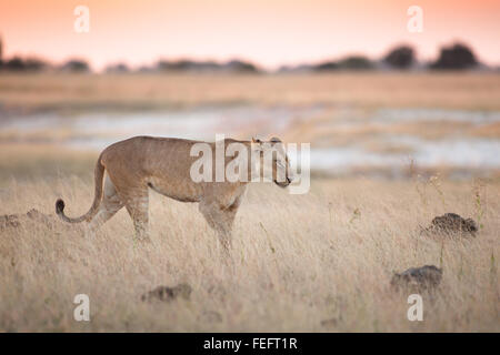 Lionne dans le bushveld ouvert Banque D'Images