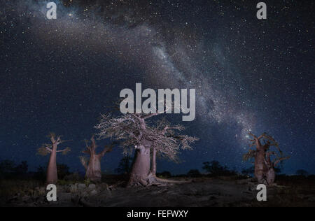 Baines Baobabs au Botswana Banque D'Images