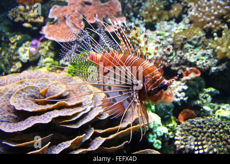 Le poisson-papillon rouge (Pterois volitans) dans l'eau Banque D'Images