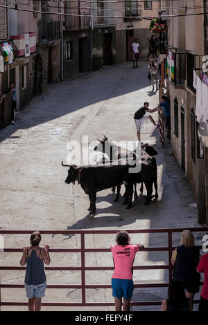 Courses de taureaux dans les rues d'Igea, village de La Rioja, Espagne Banque D'Images