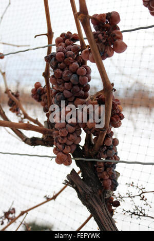 Vidal grapes growing sur vine à Inniskillin Banque D'Images