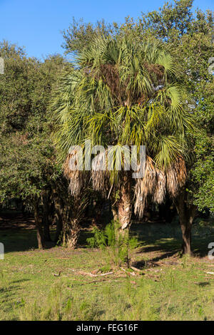 , Sabal Palmetto Sabal Palm, chou palmiste, sud de la Floride. Banque D'Images