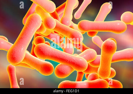 Corynebacterium diphtheriae, illustration de l'ordinateur. C. diphtheriae est une bactérie gram-positif en forme de bâtonnet qui cause la Banque D'Images